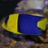 Bicolor Dwarf Angelfish