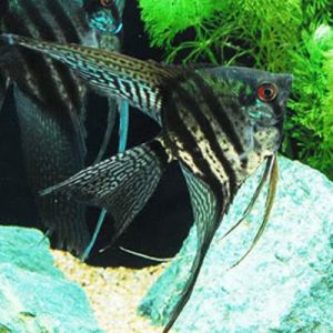 Black Lace Angelfish Sml/Med