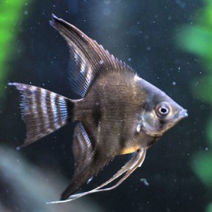 Black Angelfish small med