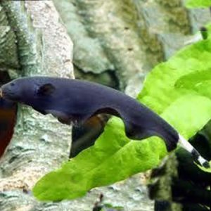 Black Ghost Knife Fish