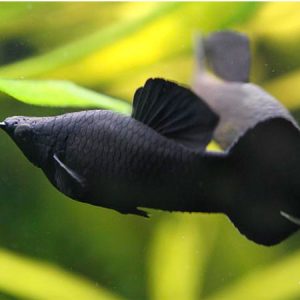 Black Molly