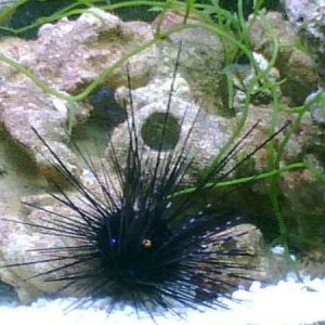 Black Spine Sea Urchin