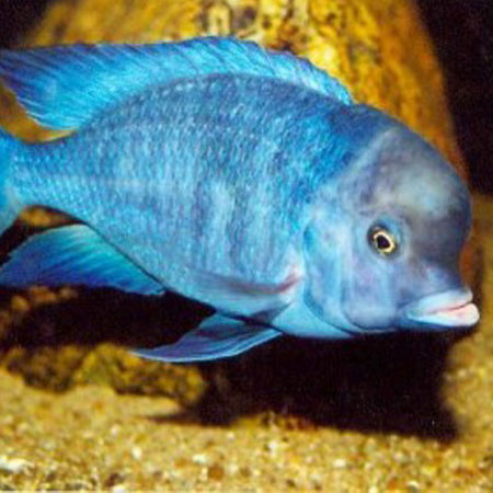 Blue Dolphin Cichlid 4-6cm - Aquatics 