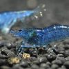 Blue Shrimp