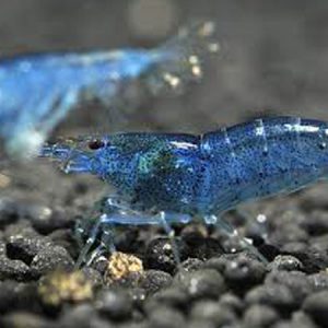 Blue Shrimp