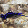 Blue Velvet Sea Slug
