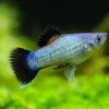 Blue Wagtail Platy