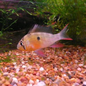 Bolivian Ram (Clown Ruby Cichlid)