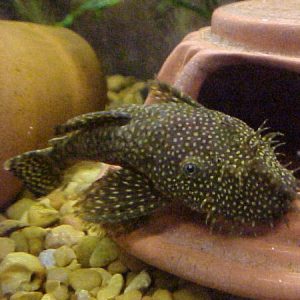Bristlenose Pleco 9/11cm