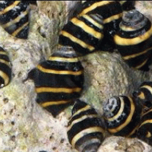 Bumblebee Snail