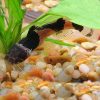Bumblebee Catfish