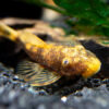 Calico Bristlenose Pleco 4/5cm