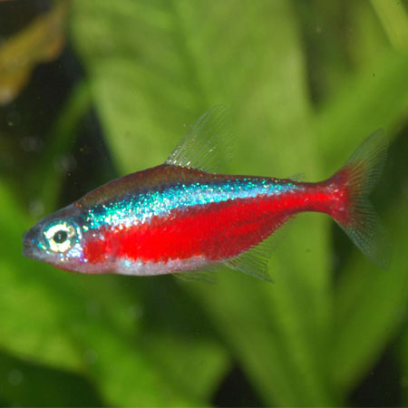 SPECIAL OFFER! 10x Cardinal Tetra (T/B) Large