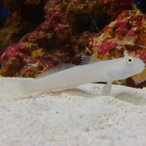 Chalk Goby