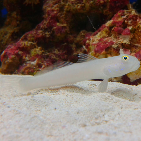Chalk Goby