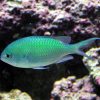 Green Chromis