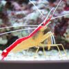 Cleaner Shrimp Medium