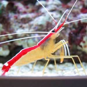 Cleaner Shrimp Medium