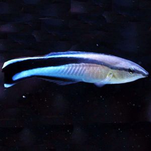 Cleaner Wrasse