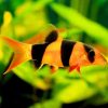 SPECIAL OFFER! 4 x Clown Loach 4cm