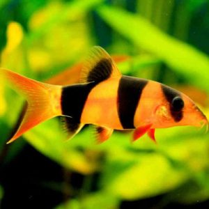 SPECIAL OFFER! 4 x Clown Loach 4cm