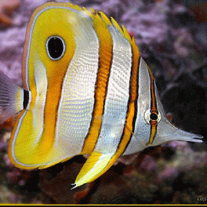 Copperband Butterfly