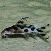 Synodontis Decorus 4cm