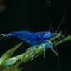Deep Blue Dream Shrimp