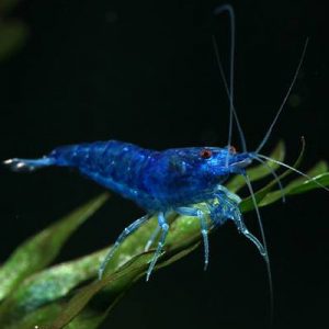 Deep Blue Dream Shrimp