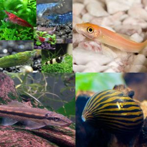 Tropical Tank Cleaner (Pack A)