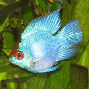 Electric Blue Balloon Ram