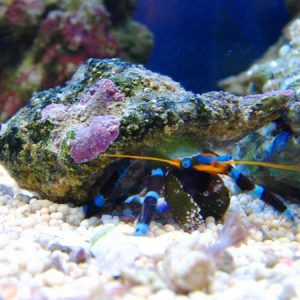 Electric Blue Hermit Crab