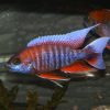 Frieberg Cichlid 4/6cm