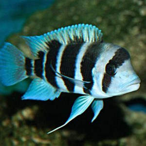 Frontosa Cichlid 5/6cm