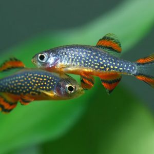 SPECIAL OFFER! 6 x Galaxy Rasbora