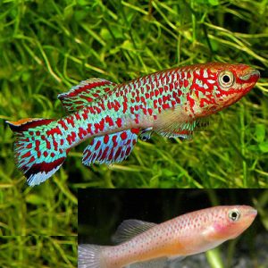 Aphyosemion Gardneri Killifish PAIR