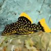 Gold Nugget Pleco L18
