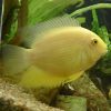 Gold Severum  4/6cm