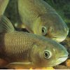 Green Grass carp 5-6''
