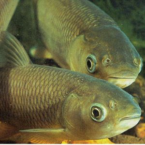 Green Grass carp 4-5''