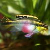 Kribensis