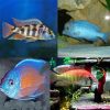 Tropical Tank Filler Malawi Pack (Pack 22)