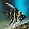 Marble Angelfish med