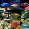10x Assorted 4/6cm Malawi PACK 1
