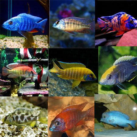 10x Assorted 4/6cm Malawi PACK 1