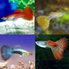 Assorted Male Guppy