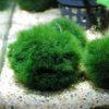 Moss Balls small