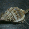 Nassarius Snail