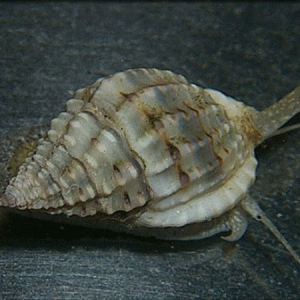 Nassarius Snail
