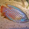 Neon Blue Dwarf Gourami MALE
